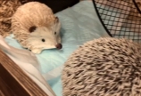 今日のコロ