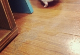 今日のコロ