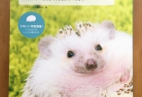 「ハリネズミ飼いになる」