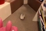 今日のコロ