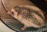 コロが起こした奇跡