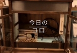 今日のコロ