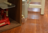 コロを店内に放つ