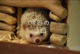 今日のコロ