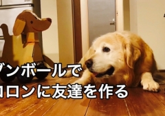 老犬コロンに、脳活性化のため友達を作る!