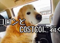 コロンと行くCOSTCO