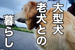 大型犬との暮らし