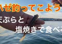 ハゼ釣りに行こう!