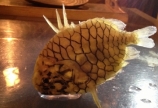 奇跡の魚