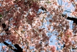 桜の季節
