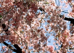 桜の季節