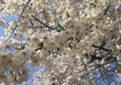 新年度が始まりましたね🌷