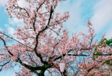 ☆spring☆