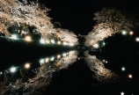 ☆夜桜☆