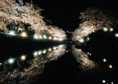 ☆夜桜☆