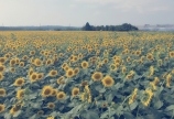 ♡SUNFLOWER♡
