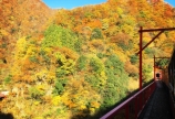 紅葉!