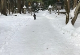 完全移行