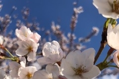 お花見🌸