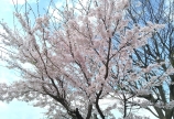 ･*:.｡. .｡.:*･゜ﾟ･*春♡爛漫*･゜ﾟ･*:.｡..｡.:*･