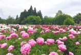 薬用植物指導センター☆芍薬
