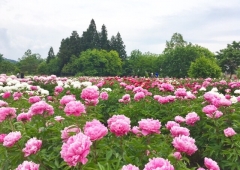 薬用植物指導センター☆芍薬