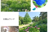 紫陽花☆(太閤山ランド)