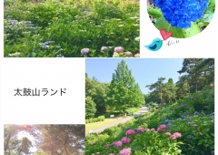 紫陽花☆(太閤山ランド)