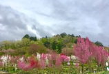 天神山ガーデン☆花桃
