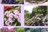 護国寺☆シャクナゲ(石楠花)