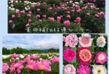 薬用植物指導センター☆芍薬