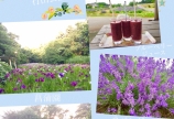 6月のお花☆