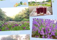 6月のお花☆