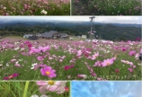 となみ夢の平コスモスウォッチング☆