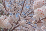 SAKURA☀︎