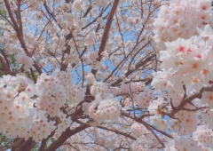 SAKURA☀︎