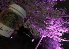 夜桜☆