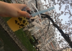 桜✳︎