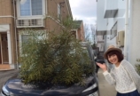 花粉症♫