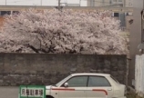【医療ウィッグ】