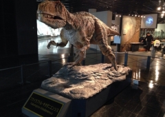 恐竜博物館へ