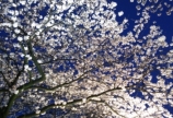 *桜満開*