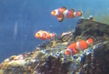 能登島水族館