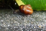 カタツムリを見つけました！