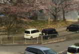 桜開花寸前