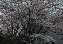 桜🌸