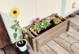 ガーデニング🌻☀️