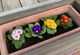 新しいお花🌼🌸