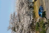 桜〓