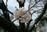 お花見～♪